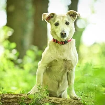 Elli, weiß female senior Mixed Breed for adoption at Tierheim Ahlen, Ahlen