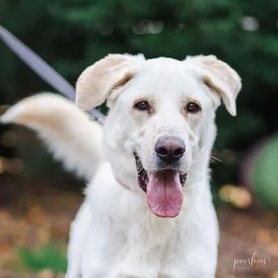 Oskar, beige male 6yo Labrador Retriever for adoption at Tierheim Ahlen, Ahlen
