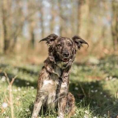 Tina, braun mit weiß female 4yo Mixed Breed for adoption at Tierheim Ahlen, Ahlen