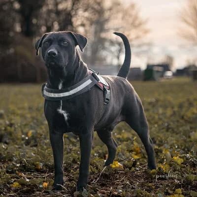 Chico, schwarz male senior Labrador Retriever for adoption at Tierheim Ahlen, Ahlen