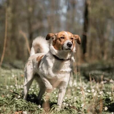 Rocky, braun male 5yo Mixed Breed for adoption at Tierheim Ahlen, Ahlen