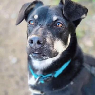 Leila, schwarz female 4yo Labrador Retriever for adoption at Tierheim Ahlen, Ahlen