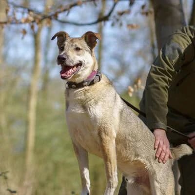 Zeus, silbergrau-weiß male 5yo Mixed Breed for adoption at Tierheim Ahlen, Ahlen