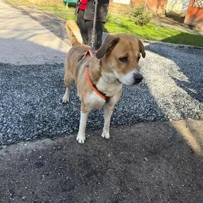 Luna, hell beige female 7yo mixed breed for adoption at Tierheim Ahlen, Ahlen