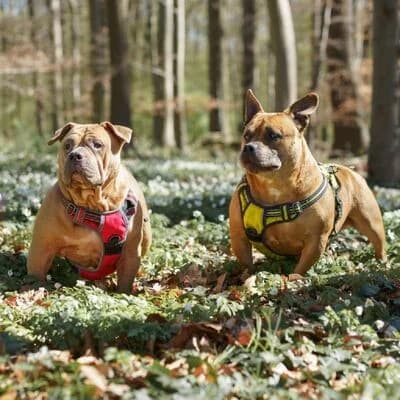 Bella, braun female 7yo English Bulldog for adoption at Tierheim Ahlen, Ahlen