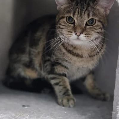 Amber, getigert female mixed breed for adoption at Tierheim Ahlen, Ahlen