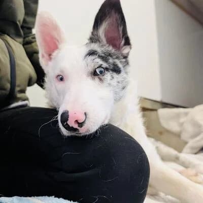 Felix, weiß mit schwarz male young Shetland Sheepdog for adoption at Tierheim Ahlen, Ahlen