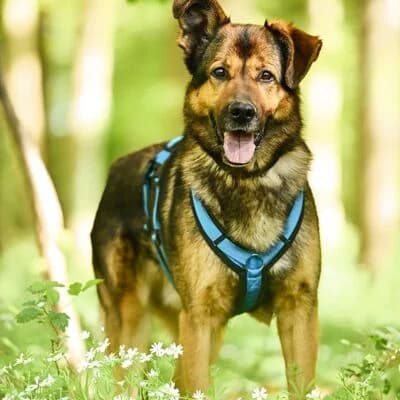 Robin, braun-schwarz male German Shepherd for adoption at Tierheim Ahlen, Ahlen