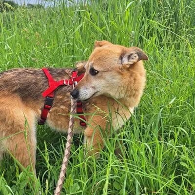 Jacky, beige mit schwarz female Mixed Breed for adoption at Tierheim Ahlen, Ahlen