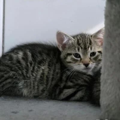Po, getigert male puppy mixed breed for adoption at Tierheim Ahlen, Ahlen