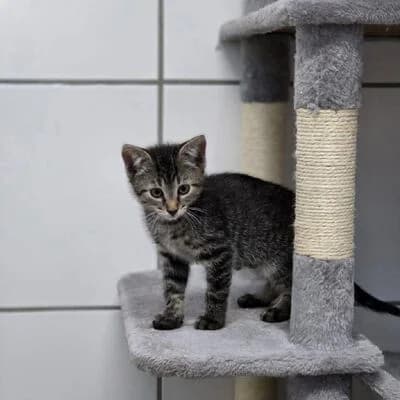 Koko, getigert female puppy mixed breed for adoption at Tierheim Ahlen, Ahlen
