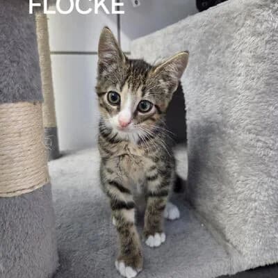 Flocke, getigert male mixed breed for adoption at Tierheim Ahlen, Ahlen