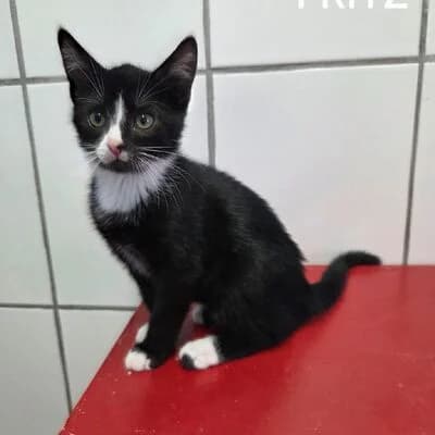 Fritz, schwarz-weiß male mixed breed for adoption at Tierheim Ahlen, Ahlen