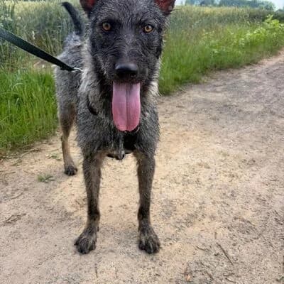 Togo, grau schwarz weiß male young Mixed Breed for adoption at Tierheim Ahlen, Ahlen