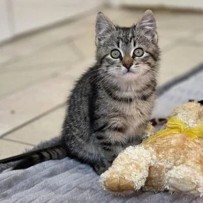Skoda, getigert female puppy mixed breed for adoption at Tierheim Ahlen, Ahlen