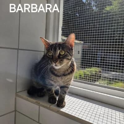 Barbara, getigert female puppy mixed breed for adoption at Tierheim Ahlen, Ahlen