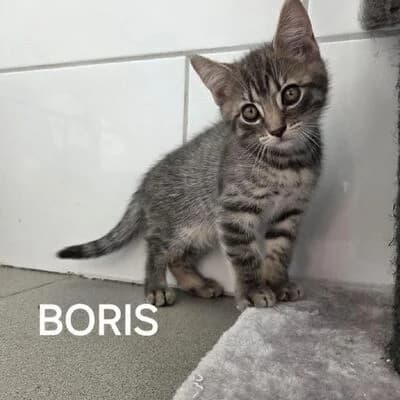 Boris, hell getigert male puppy mixed breed for adoption at Tierheim Ahlen, Ahlen