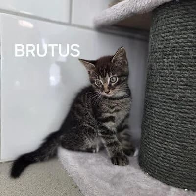 Brutus, getigert  puppy mixed breed for adoption at Tierheim Ahlen, Ahlen