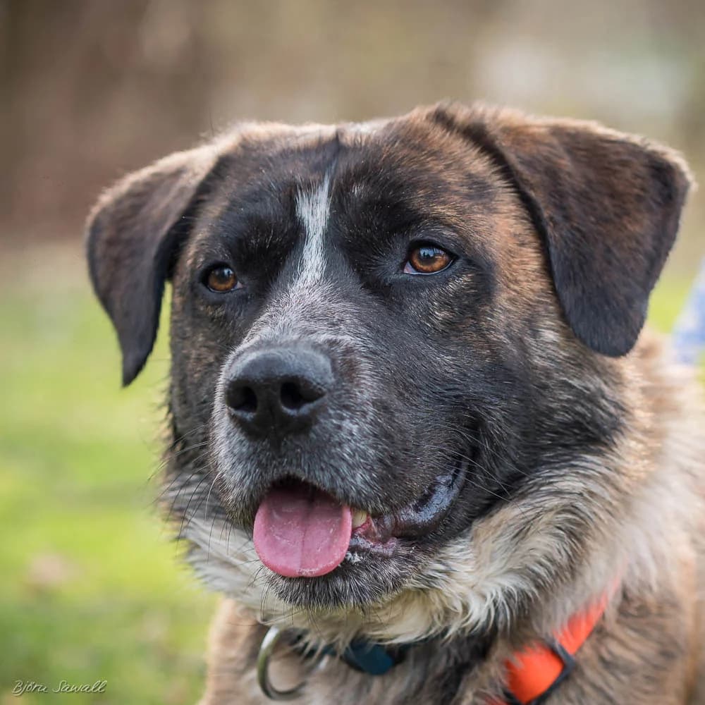 Rudi, male 7yo Mixed Breed for adoption at Tierheim Alsfeld