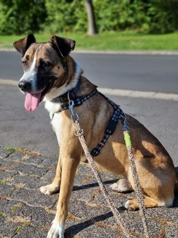 Eyk, male 7yo Mixed Breed for adoption at Tierheim Alsfeld