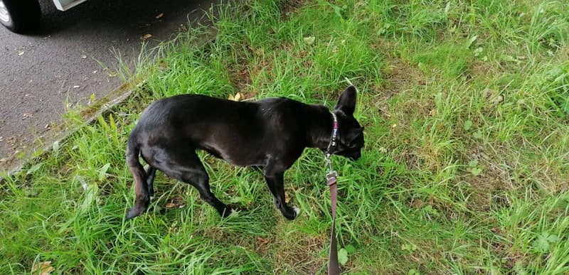 Sirius, weiß female senior Mixed Breed for adoption at Tierheim Alsfeld