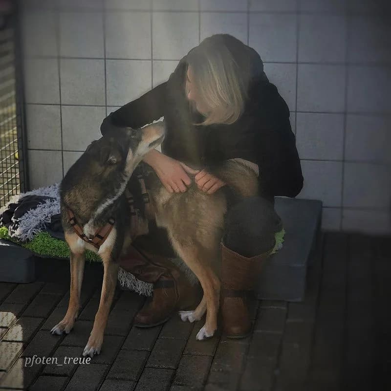 Fiete, Mixed Breed (Tierheim Alsfeld)