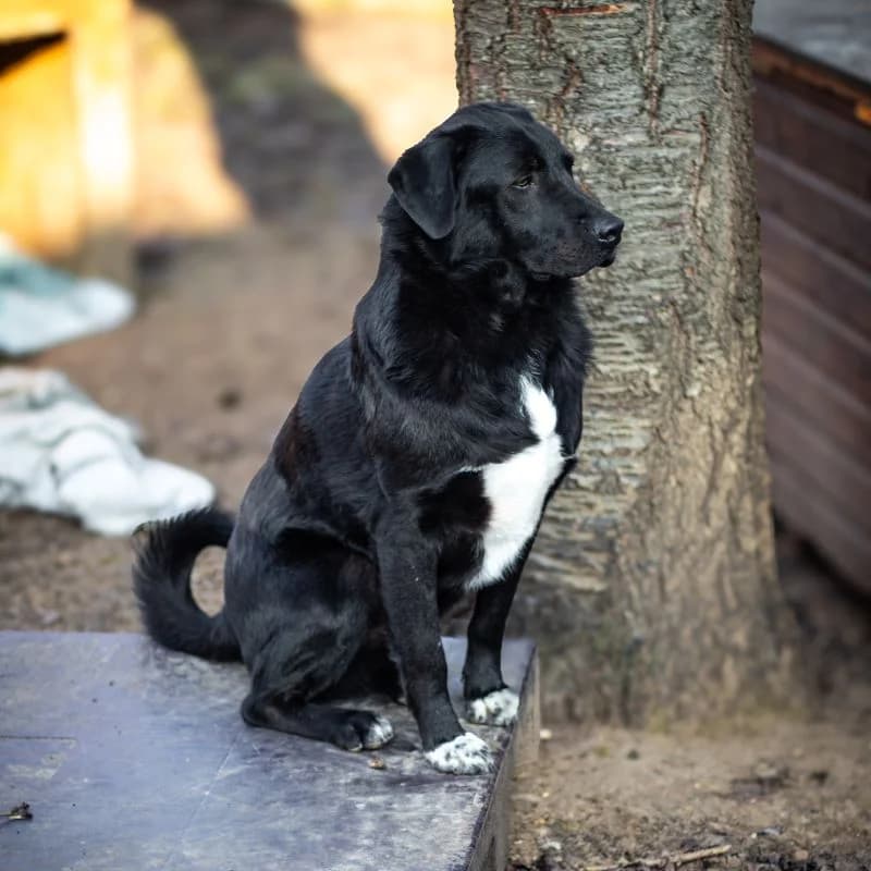 Bibo, male young Mixed Breed for adoption at Tierheim Alsfeld