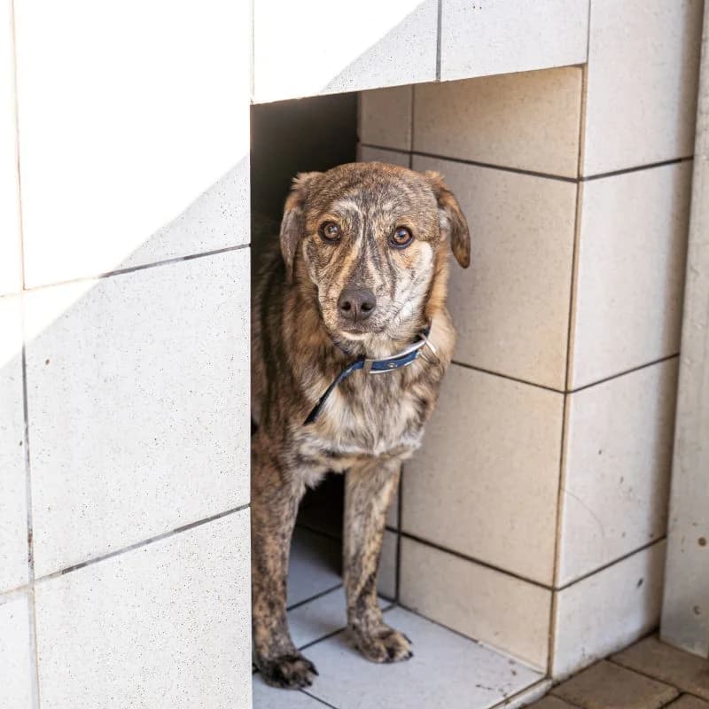 Crispie -auf Trainingsstelle, Mixed Breed (Tierheim Alsfeld)