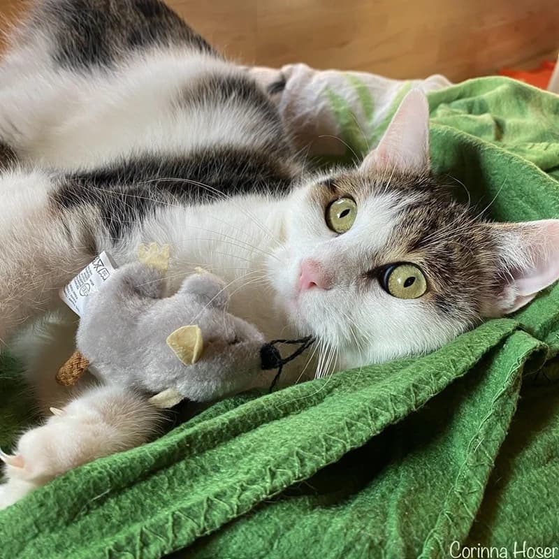 Giovanni und Romi, grau male puppy Mixed Breed for adoption at Tierheim Alsfeld