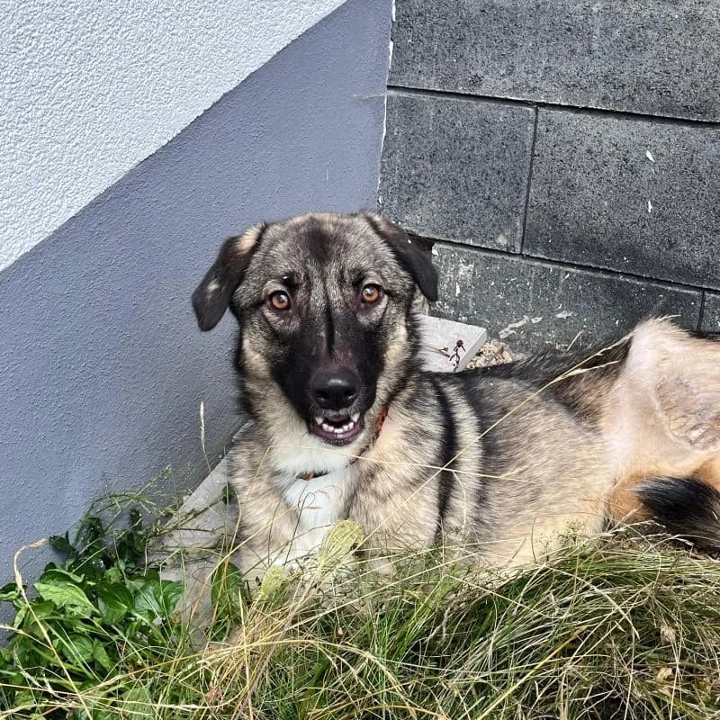 Telia, female 3yo Mixed Breed for adoption at Tierheim Alsfeld