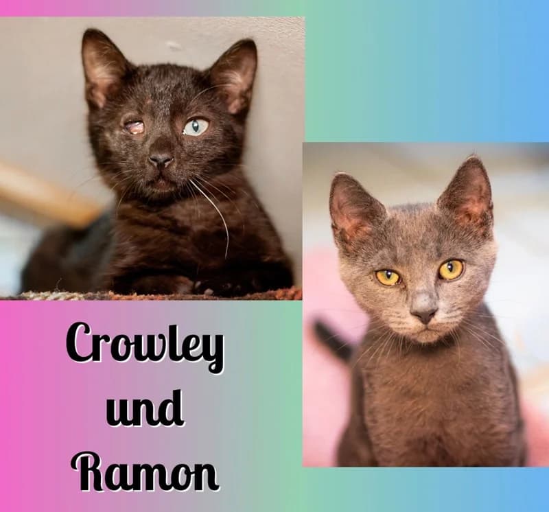 Crowley und Ramon, schwarz male young Mixed Breed for adoption at Tierheim Alsfeld