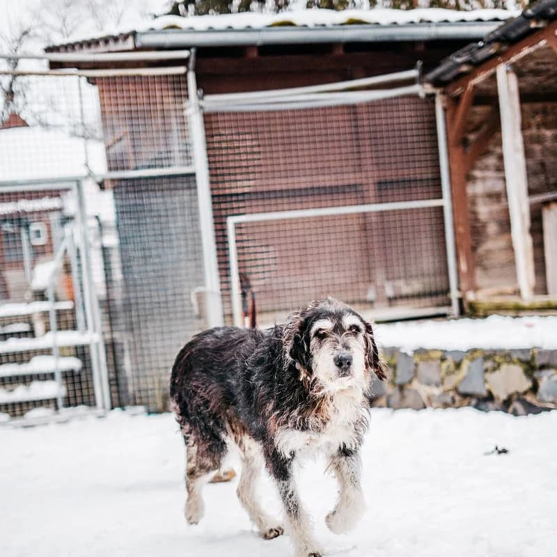 Kalle, male senior Mixed Breed for adoption at Tierheim Alsfeld