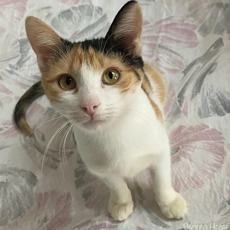 Sally -fix reserviert, tricolor female puppy Mixed Breed for adoption at Tierheim Alsfeld