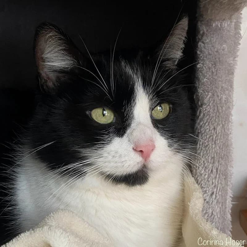 Milu, schwarz female senior Mixed Breed for adoption at Tierheim Alsfeld