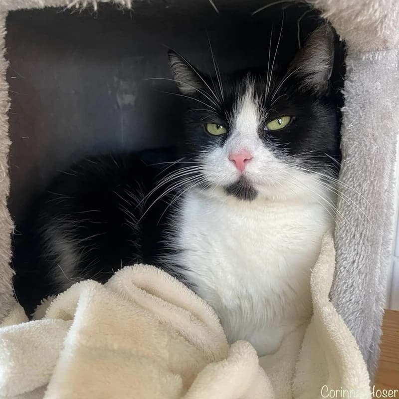 Milu, schwarz female senior Mixed Breed for adoption at Tierheim Alsfeld