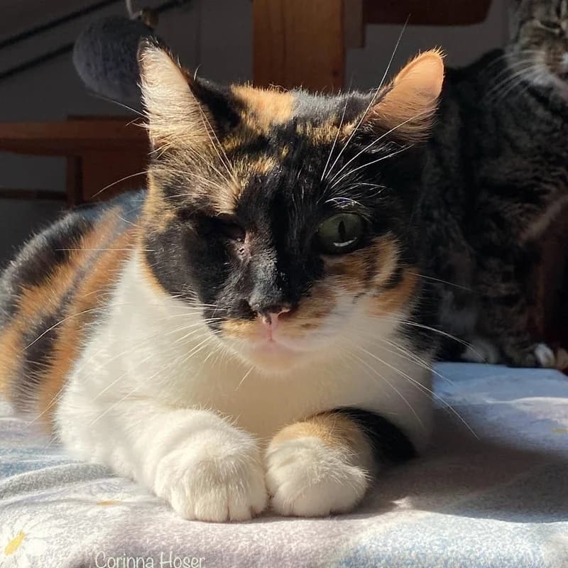 Miss Purrfect & Naomi, tricolor female puppy Mixed Breed for adoption at Tierheim Alsfeld