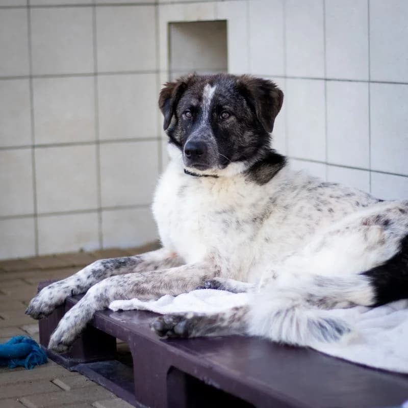 Luan, male puppy Mixed Breed for adoption at Tierheim Alsfeld