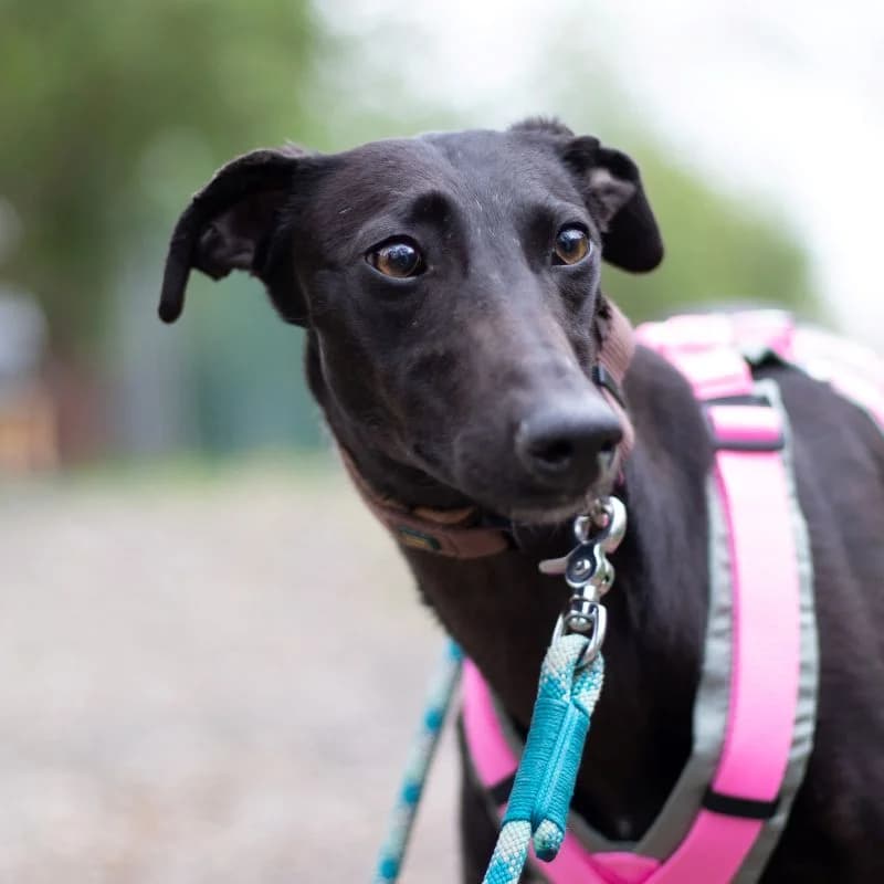 Santeria, female puppy Mixed Breed for adoption at Tierheim Alsfeld