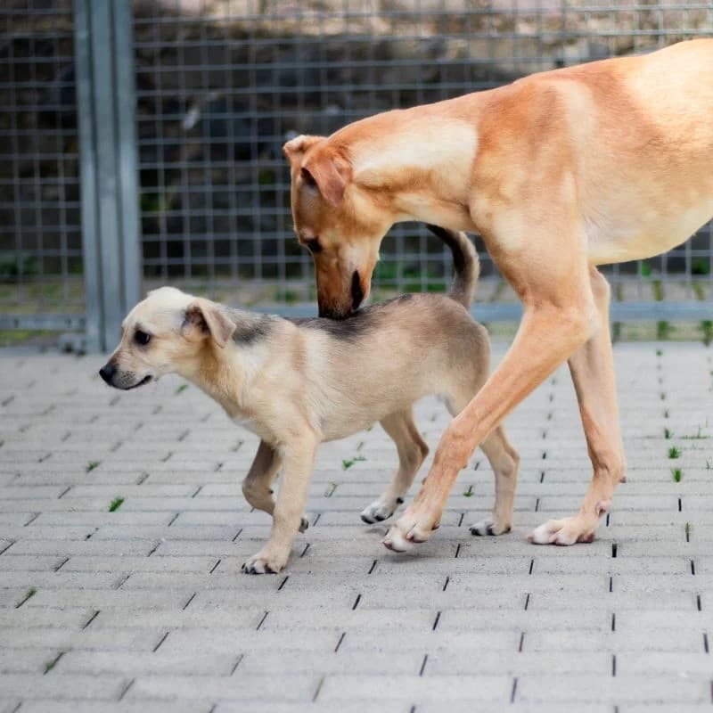 Ramea, female young Mixed Breed for adoption at Tierheim Alsfeld