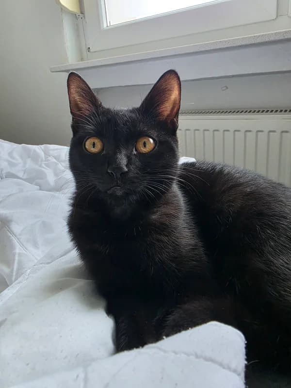 Cleo und Lotti, schwarz female young Mixed Breed for adoption at Tierheim Alsfeld