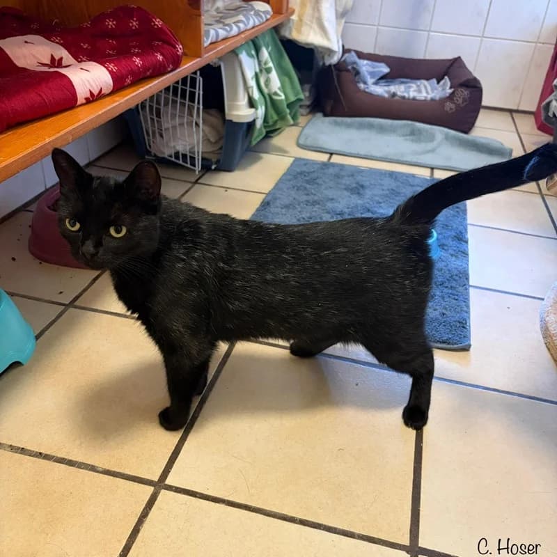 Micki und Mia, schwarz male puppy Mixed Breed for adoption at Tierheim Alsfeld