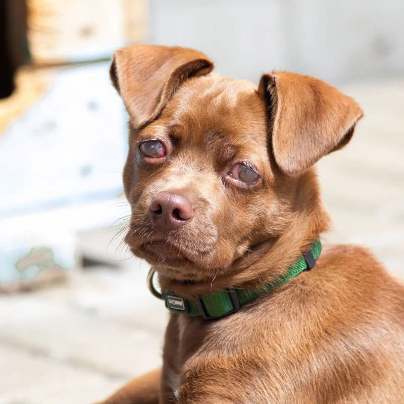 Peppo, male puppy Mixed Breed for adoption at Tierheim Alsfeld