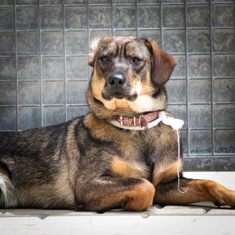 Chapo, male young Mixed Breed for adoption at Tierheim Alsfeld