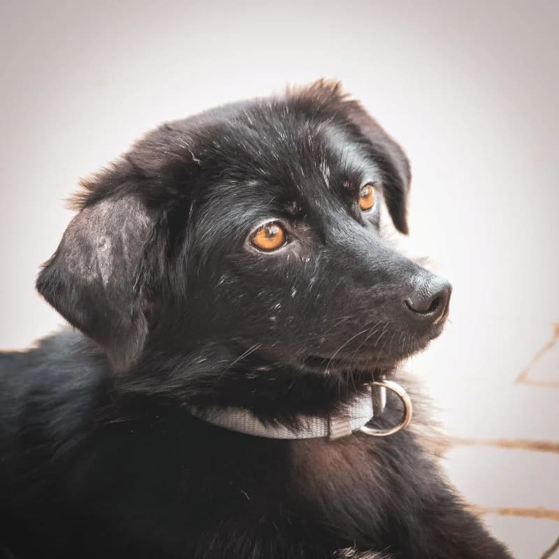 Ileana, female puppy Mixed Breed for adoption at Tierheim Alsfeld