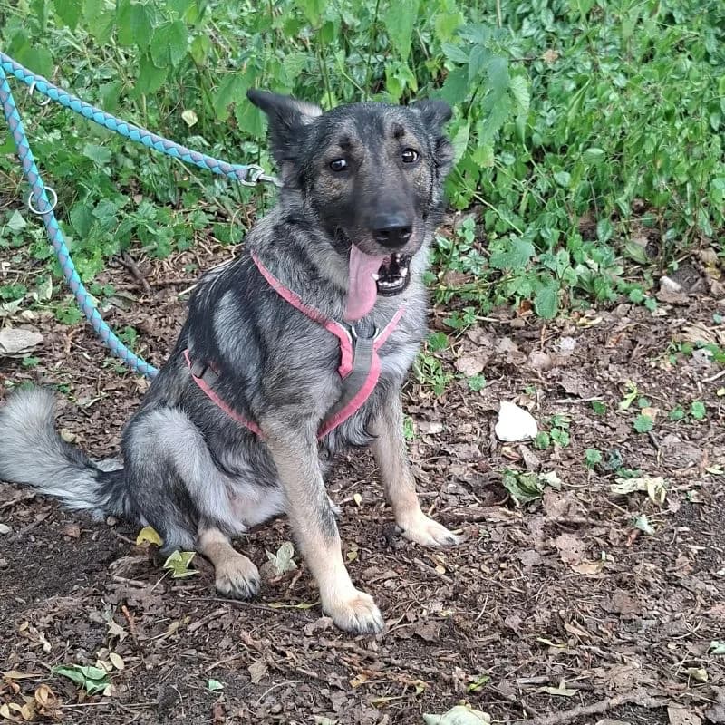 Lilo, male 5yo Mixed Breed for adoption at Tierheim Alsfeld