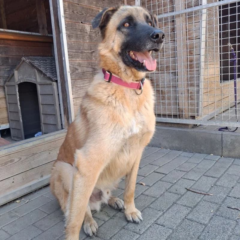Simba, male puppy Mixed Breed for adoption at Tierheim Alsfeld