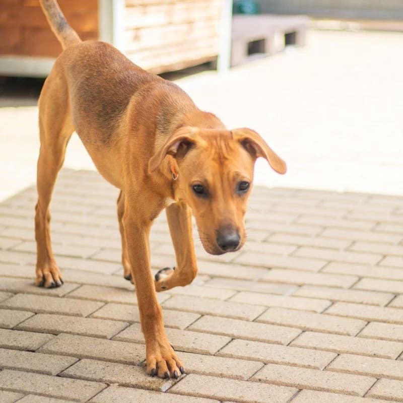 Nini, female puppy Mixed Breed for adoption at Tierheim Alsfeld