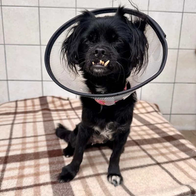 Perle, female puppy Mixed Breed for adoption at Tierheim Alsfeld