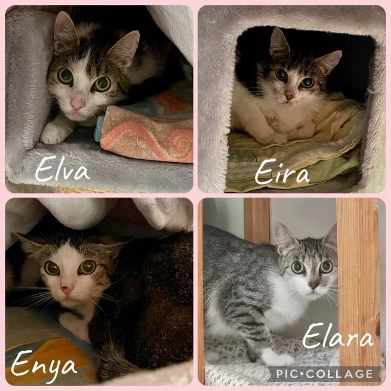 Elva, Enya, Elara, Eira, grau female puppy Mixed Breed for adoption at Tierheim Alsfeld
