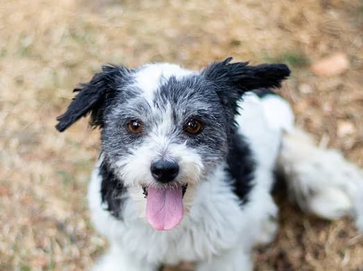Minnie -auf Pflegestelle, female puppy Mixed Breed for adoption at Tierheim Alsfeld
